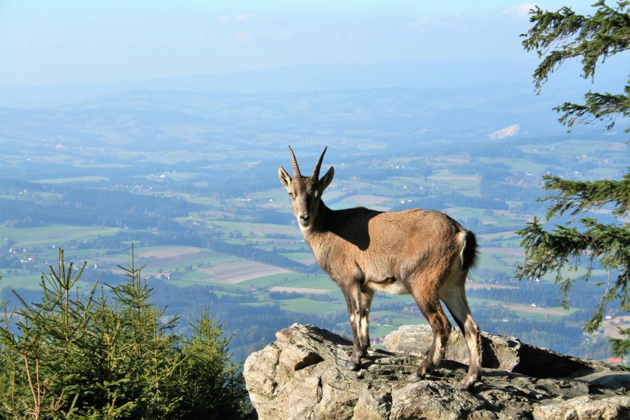 Bergchalet Am Waldrand - Pool, Sauna & Kamin Pöllauberg المظهر الخارجي الصورة